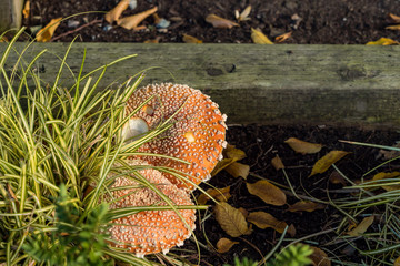 big orange mushrooms grow under the grass under the sun 