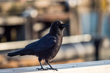 young crow standing on the metal bar bathing under the morning sun