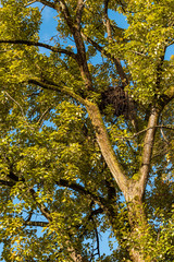 bird nest on the tree branch with green foliage around under the sun