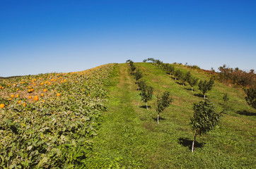 Fototapeta na wymiar Hills of Pumpkins 