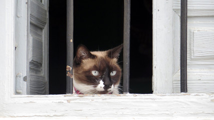 Cat looking through barred window