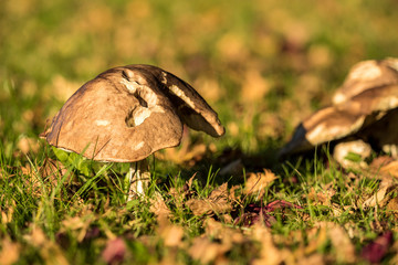 brown mushroom with cracked cap under the sun on fall leaves filled grassy ground