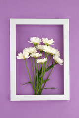 Chamomile bouquet. White daisies in a white frame on a bright purple background.White flowers 