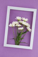 Chamomile bouquet. White daisies in a white frame on a bright purple background.