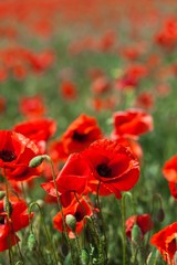 Red poppy flowers in a field - obrazy, fototapety, plakaty