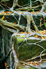 close up of roots growing in the middle of stone in Angkor wat ,archaeologic park ,Cambodia	