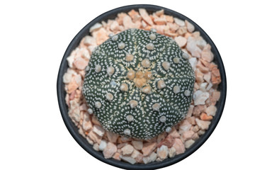 Astrophytum asterias cactus on isolate white background with clipping path.Common names include sand dollar cactus, sea urchin cactus, star cactus and star peyote.