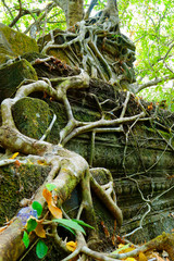 close up of roots growing in the middle of stone in Angkor wat ,archaeologic park ,Cambodia	