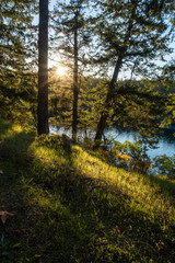 sun shining through the branches of trees on the coast near sunset