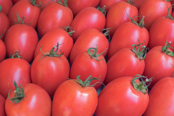 tomatoes ready for sale
