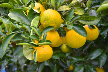 収穫までもう少し　ちょっぴり青いみかん