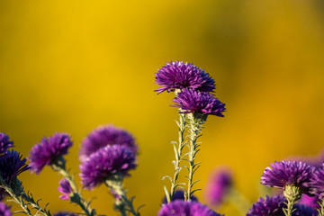 close up of two purple flowers with long branch with yellow background under the sun