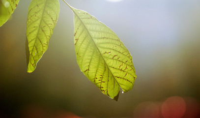 morning light on a walnut leaf in autumn,blur background,shallow dof