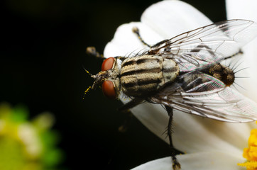 macro of bluebottle (Chrysomya megacephala) on yellow pollen with white flower on black background