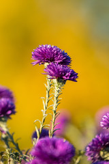 close up of two purple flowers with long branch with yellow background under the sun