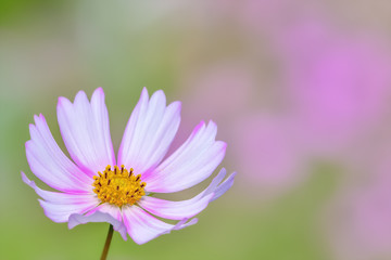 Fototapeta premium コスモスの花