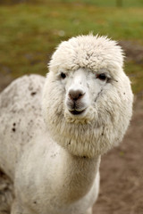 Obraz premium Portrait of a white llama