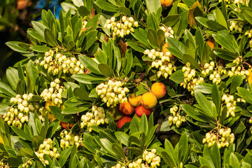 Fototapete bei efototapeten.de bestellen   