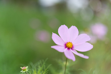 秋桜　コスモス　cosmos