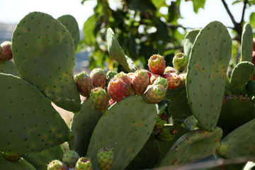 Prickly pear cactus