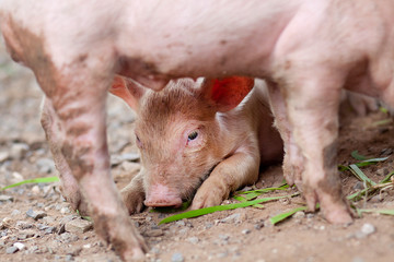 The pig has just been newborn on a farm.