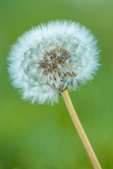 close up of single dandelion flower with creamy green background