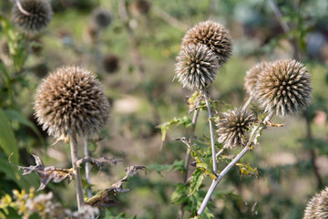 Echinops sphaerocephalus - Round thistle in nature.