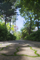road in forest