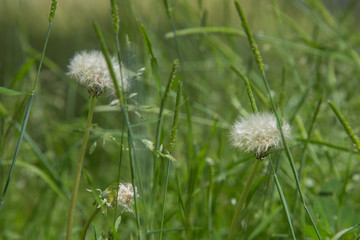 dandelion in grass