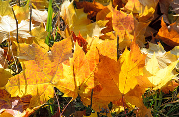 Indian Summer, Schönheit des Herbstes, Spätsommer, Indian Summer, wundervolle Farben im Wald, weiches, stimmungsvolles Licht :)