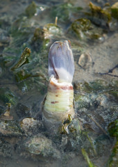 Exotic tube worm on seagrass bed during low tide 