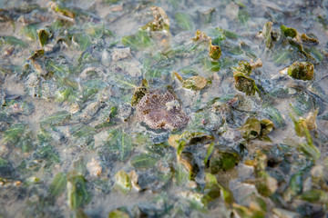 Baby Haddon's carpet Anemone on sea-grass bed