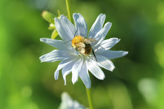 Chicory flower bloom, a bee pollinates a flower of chicory