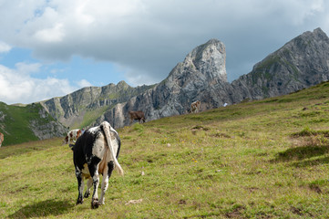 Fototapeta na wymiar A group of Swiss red white cows, grazing in a meadow in the Italian Dolomites. The Dolomites are part of the Italian Alps, seen here on a summer afternoon. Image taken near the Giau Pass