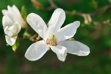 Blooming white Magnolia in the garden in the spring.