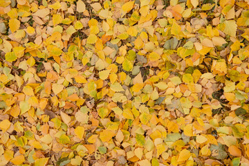 a lot of yellow birch leaves lay on the ground like a carpet