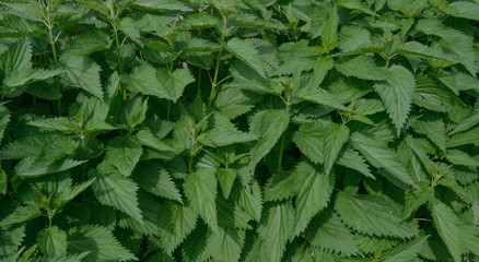 Lush foliage of nettle is as natural green background.