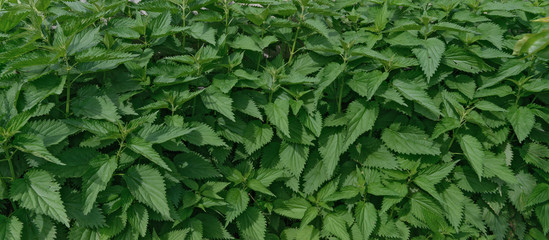 Lush foliage of nettle is as natural green background.