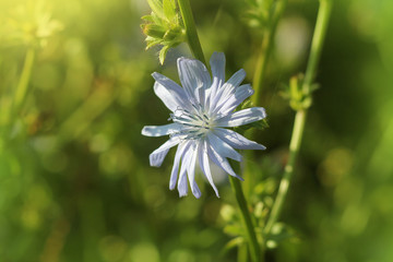 Blue Chicory Flowers, chicory wild flowers on the field. Blue flower on natural background. Flower...