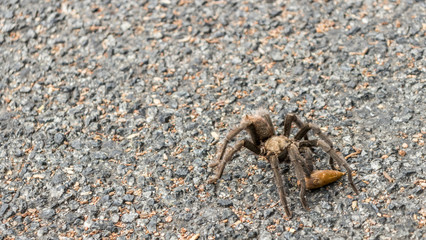 A tarantula crosses the road during mating season in Pinnacles National Park, California, USA.