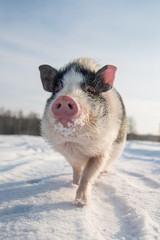 Mini pig on the walk in winter