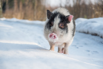 Mini pig on the walk in winter