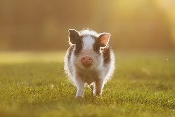 Mini pig walking in the yard at sunset