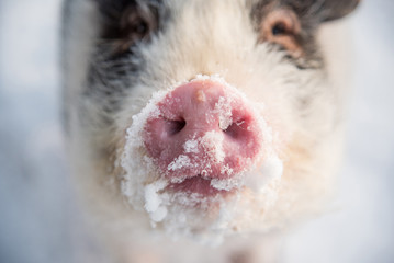 Snowy piglet of mini pig in winter