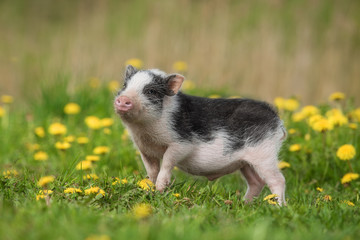 Mini pig walking on the field with dandelions