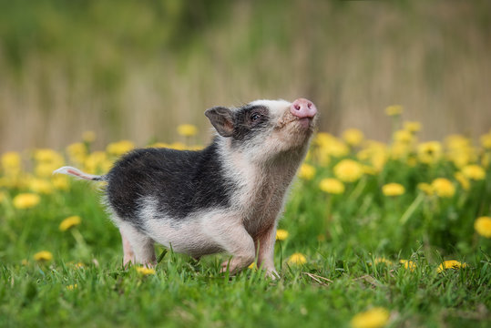 Mini pig walking on the field with dandelions