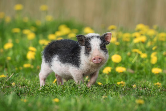 Mini pig walking on the field with dandelions