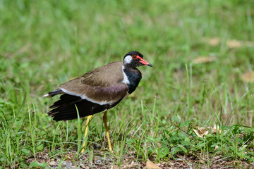 Red-wattled lapwing is an Asian lapwing or large plover, a wader in the family Charadriidae. 