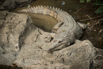 Crocodile lying in the water
