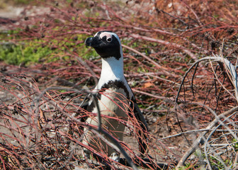 African Jackass Penguin standing and looking at the camera surrounded with branchesl